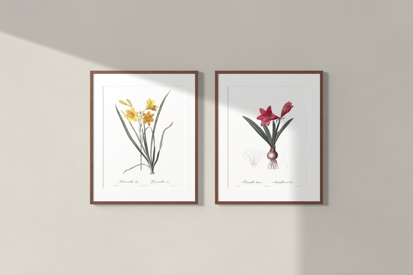 Lily Vintage Botanical Wall Art Hand-Drawn Sketches - Daylily and Mexican Lily, Set of Two 16" x 24" Framed