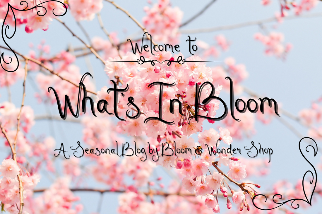 What's In Bloom - Curated Guides for Every Season