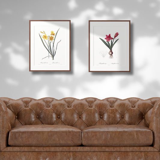 Lily Vintage Botanical Wall Art Hand-Drawn Sketches - Daylily and Mexican Lily, Set of Two 16" x 24" Framed