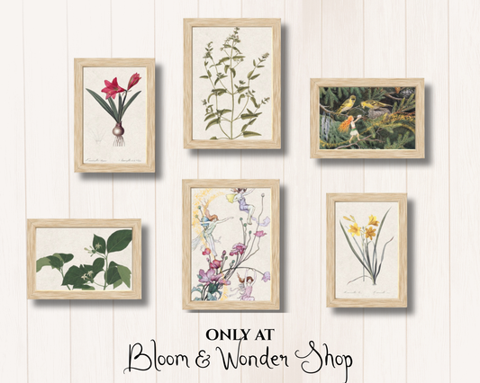 Vintage Botanical Flower Fairies Gallery Wall Art Set - Six Framed Gallery Prints