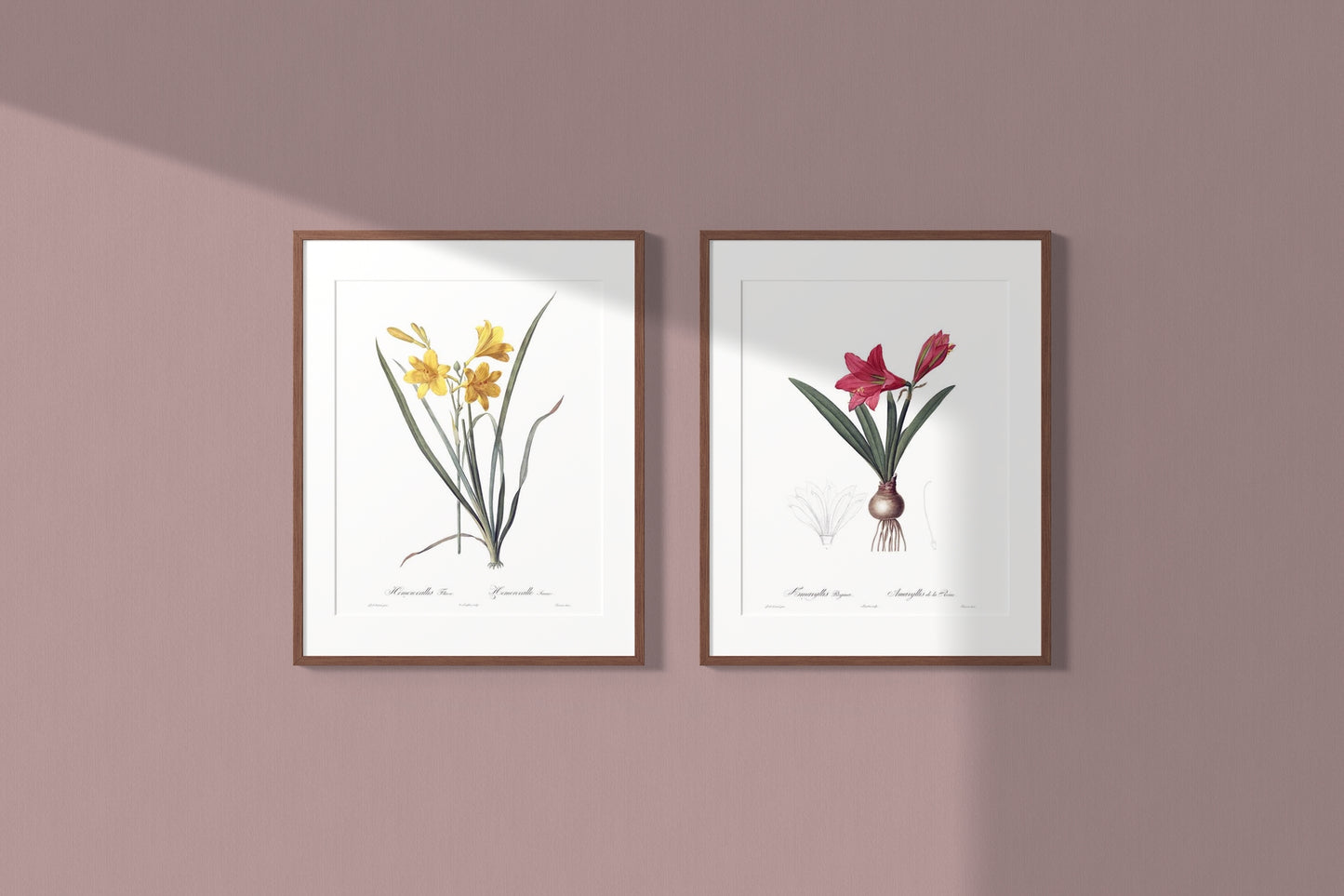 Lily Vintage Botanical Wall Art Hand-Drawn Sketches - Daylily and Mexican Lily, Set of Two 16" x 24" Framed