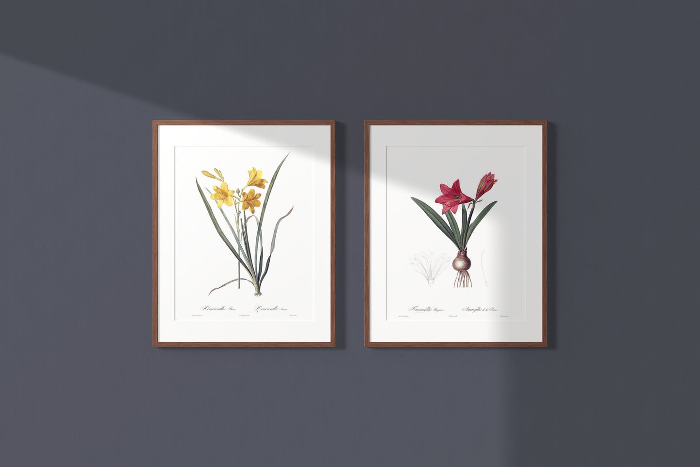 Lily Vintage Botanical Wall Art Hand-Drawn Sketches - Daylily and Mexican Lily, Set of Two 16" x 24" Framed