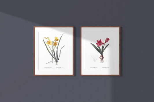 Lily Vintage Botanical Wall Art Hand-Drawn Sketches - Daylily and Mexican Lily, Set of Two 16" x 24" Framed
